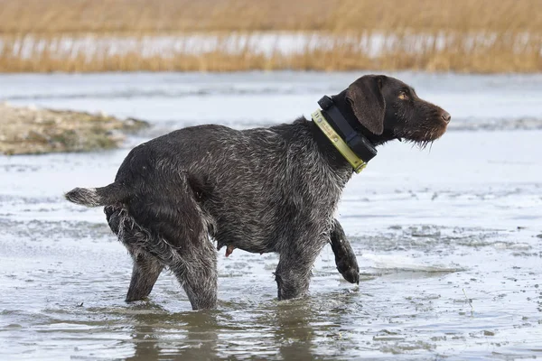 German Wirehaired Pointer Out Duck Hunting — Stock Photo, Image