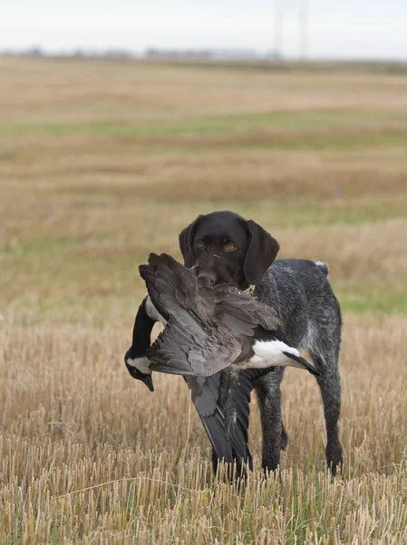 Hunting dog with a goose — Stock Photo, Image