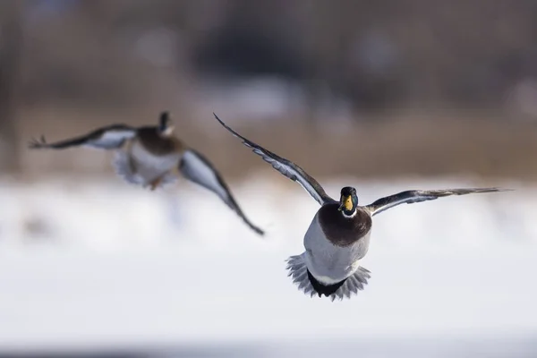 Flygande anka par — Stockfoto