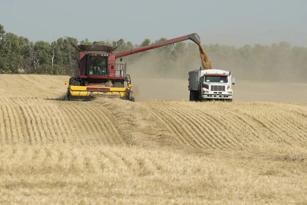 Cosechar un campo de trigo —  Fotos de Stock