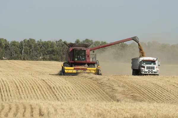 Cosechar un campo de trigo —  Fotos de Stock