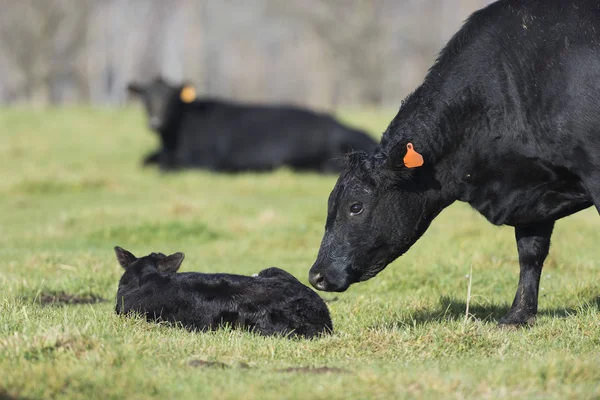 Чёрная корова Ангус с теленком Стоковая Картинка