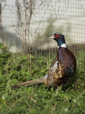 Çin Ringnecked sülün