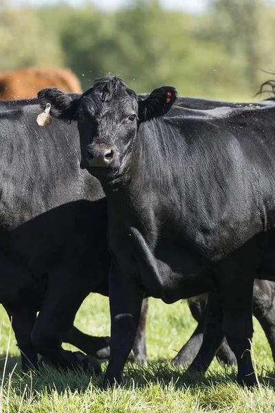 Vaches bovines Angus noires — Photo