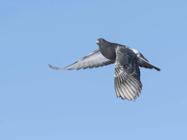 Een vliegende duif — Stockfoto