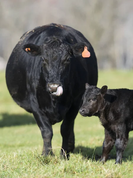 Black angus koe en kalf — Stockfoto