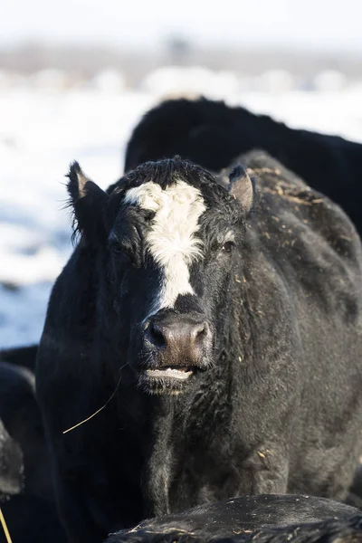 Black Angus Cattle — Stock Photo, Image