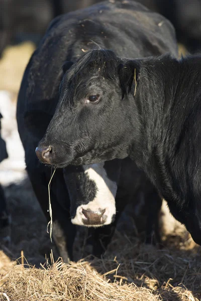 Vacas Angus negras —  Fotos de Stock