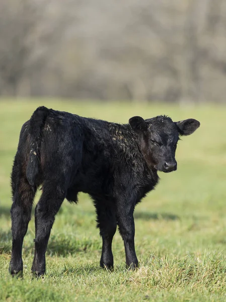 Cielę Black Angus — Zdjęcie stockowe