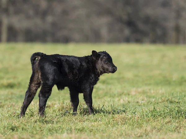 Black Angus kalf — Stockfoto