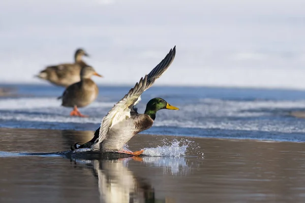 Летающая утка кряквы — стоковое фото