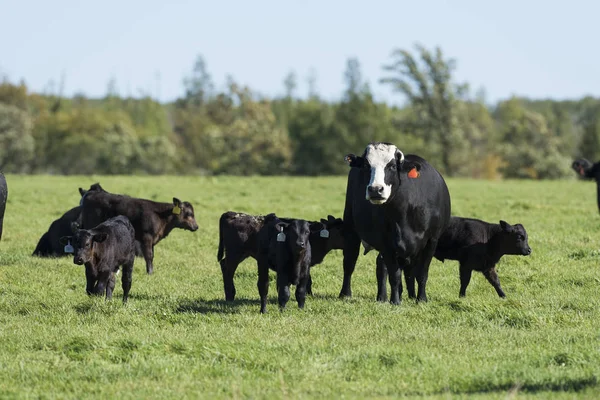 Bovini da latte e da carne — Foto Stock