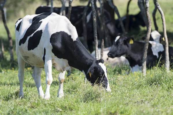 Vacas lecheras Holstein — Foto de Stock