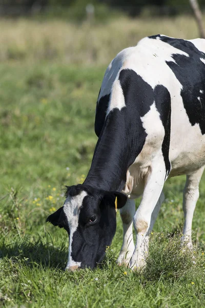 Vaca holstein pastando — Foto de Stock