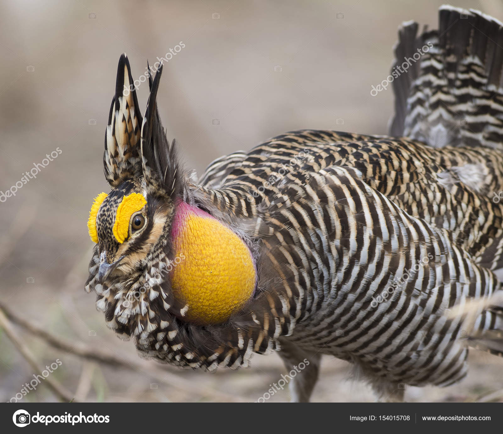 プレーリープレーリー鶏 Fotos De Stock Imagenes De プレーリープレーリー鶏 Sin Royalties Depositphotos