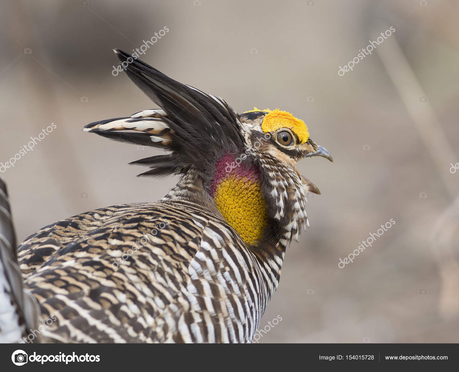 プレーリープレーリー鶏 Fotos De Stock Imagenes De プレーリープレーリー鶏 Sin Royalties Depositphotos