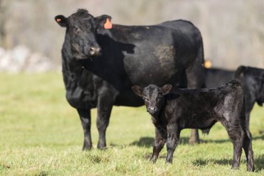 Kara angus inek ve Dana