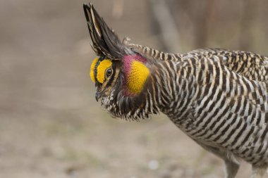 Patlayan Prairie tavuk