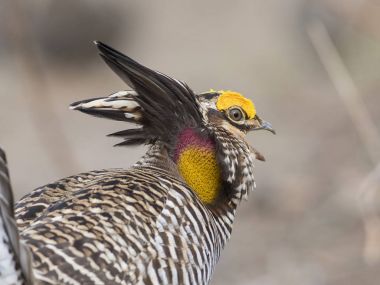 Patlayan Prairie tavuk