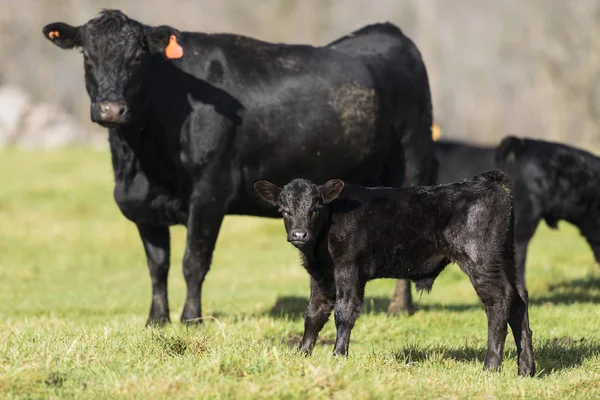 Корова и телёнок Чёрного Ангуса — стоковое фото