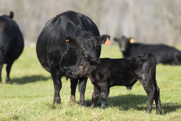 Vache Angus noire et veau — Photo