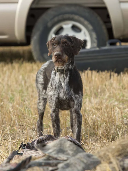 Německý ohař Wirehaired — Stock fotografie