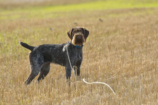 Немецкий Wirehaired Pointer — стоковое фото