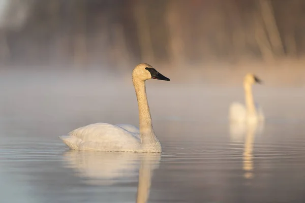 Cisnes trompetistas en Minnesota — Foto de Stock