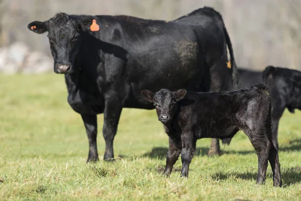 Vache Angus noire et veau — Photo