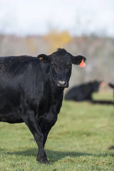 Schwarzangus-Kühe — Stockfoto