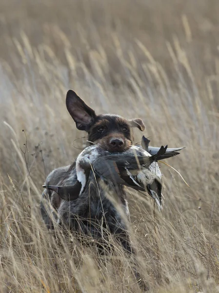 Un chien de chasse au canard — Photo