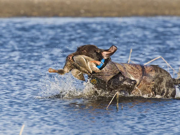 Bir ördek av köpeği — Stok fotoğraf
