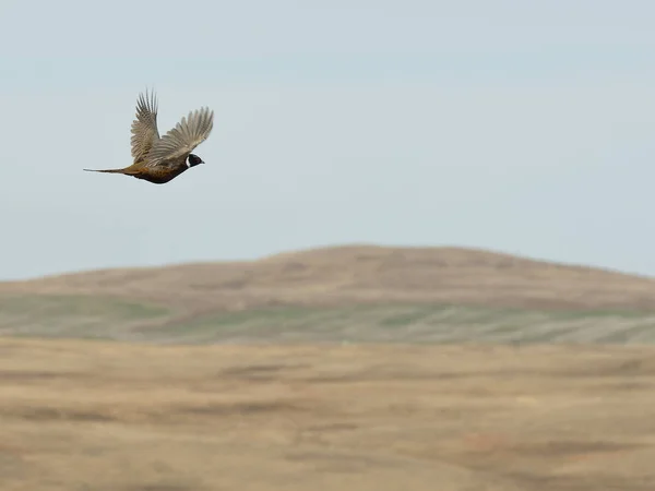 Fliegender Hahnenfasan — Stockfoto