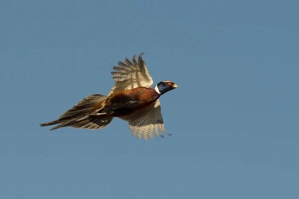 Flying Rooster Pheasant — Stock Photo, Image