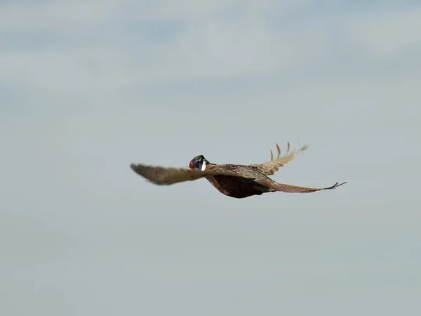 Repülő kakas fácán — Stock Fotó