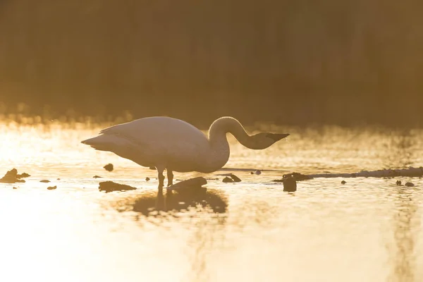 Cisnes trompetistas en Minnesota — Foto de Stock