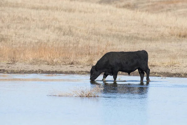 Black Angus Tjur Dricka Från Damm — Stockfoto