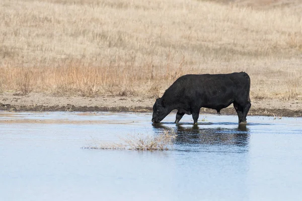 Black Angus Byka Picie Stawu — Zdjęcie stockowe