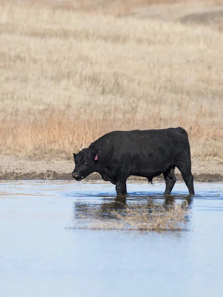 Black Angus Tjur Dricka Från Damm — Stockfoto