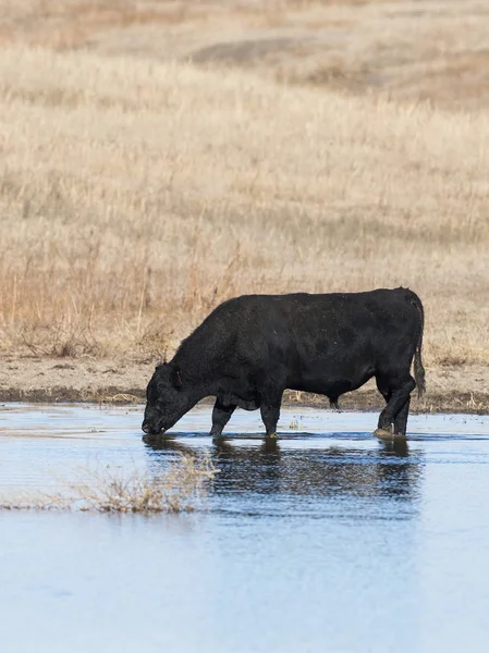 Black Angus Byka Picie Stawu — Zdjęcie stockowe