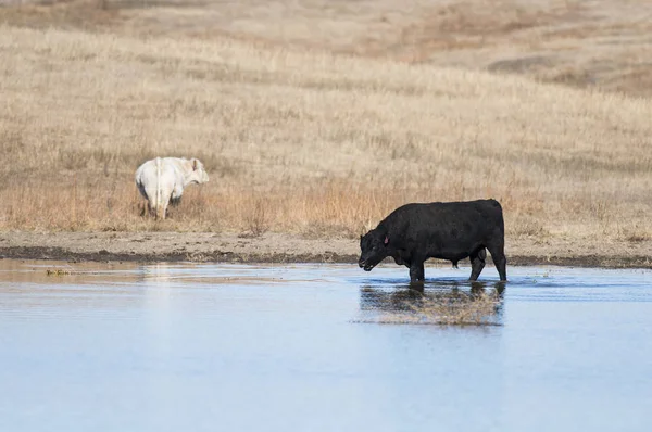 从池塘里喝的黑安格斯公牛 — 图库照片