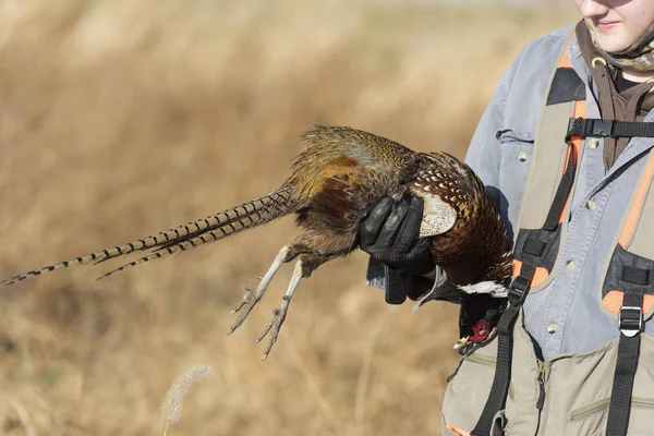 Cazador Con Faisán Gallo —  Fotos de Stock