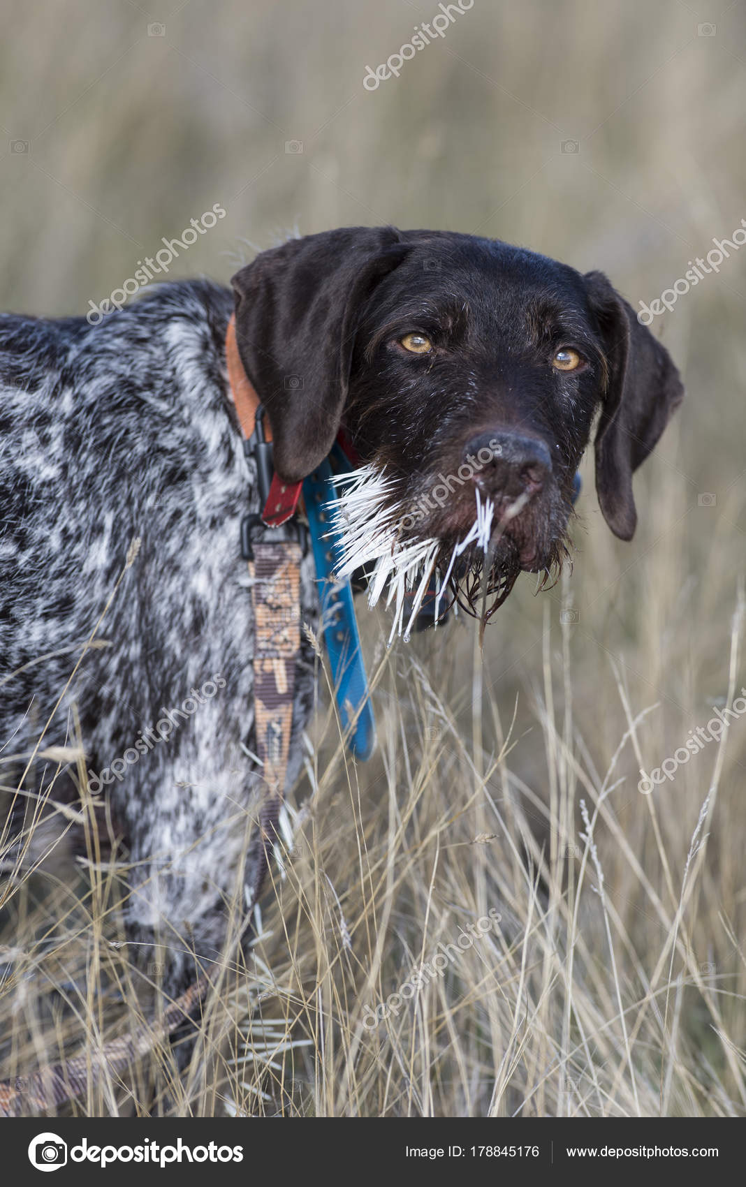 How Do You Get Porcupine Quills Out Of A Dogs Mouth