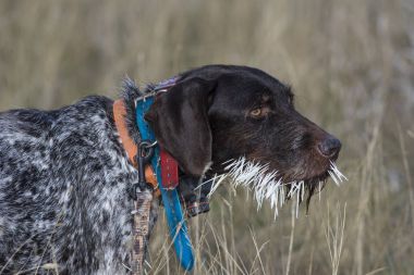 A hunting dog with a mouthful of Porcupine Quills clipart