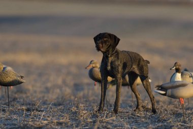 A German Wirehaired Pointer out duck hunting clipart
