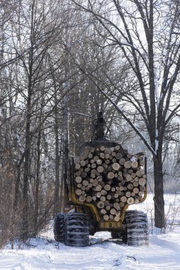 Meşe ağaçları bir Merkezi Minnesota ormanda günlüğü