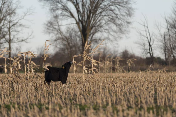 Black Angus Calf Pasture Minnesota Cattle Farm — Stock Photo, Image