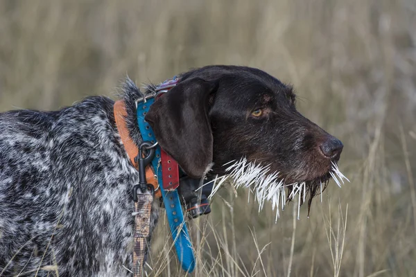 Ein Jagdhund Mit Einem Schluck Stachelschweinkiel — Stockfoto