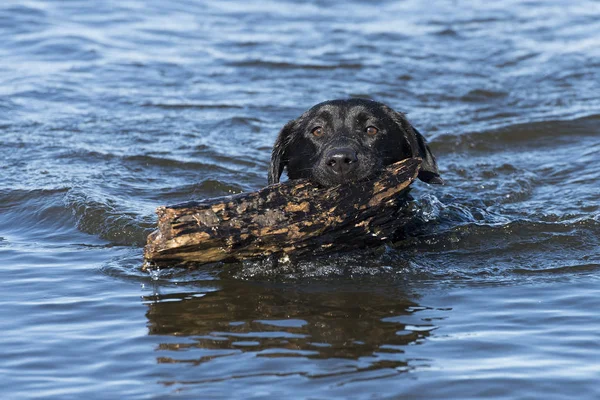 Black Labrador Retriever Prendere Bastone Acqua — Foto Stock