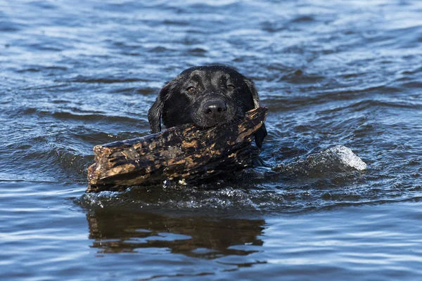 Black Labrador Retriever Prendere Bastone Acqua — Foto Stock